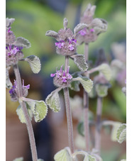 Marrubium supinum