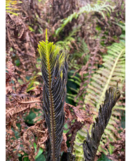 Matteuccia struthiopteris