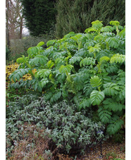 Melianthus major