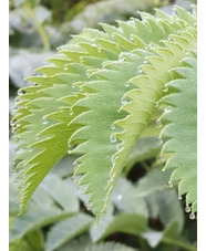 Melianthus major