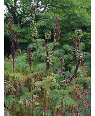 Melianthus major