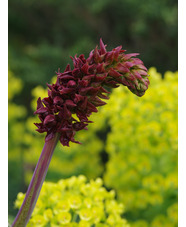 Melianthus major