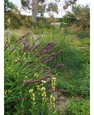 Melica altissima 'Atropurpurea'