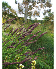 Melica altissima 'Atropurpurea'