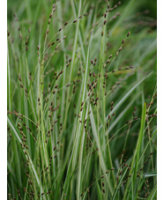 Melica uniflora 'Variegata'