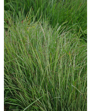 Melica uniflora 'Variegata'
