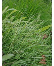 Melica uniflora 'Variegata'