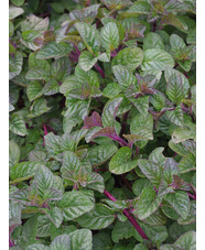 Mentha 'Blackcurrant'