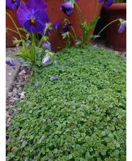 Mentha requienii