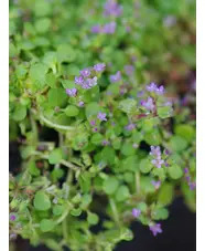 Mentha requienii