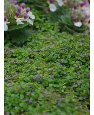 Mentha requienii