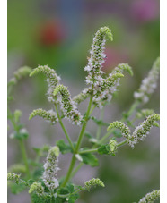 Mentha suaveolens 'Variegata'