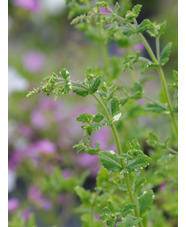 Mentha suaveolens 'Variegata'