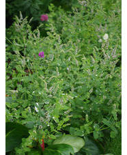 Mentha suaveolens 'Variegata'