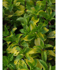 Mentha × gracilis 'Ginger'