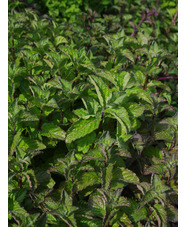 Mentha × piperita f. citrata 'Grapefruit'