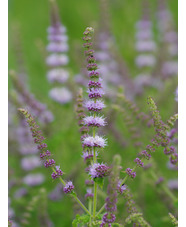 Mentha × piperita 'Strawberry'