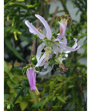 Michauxia campanuloides