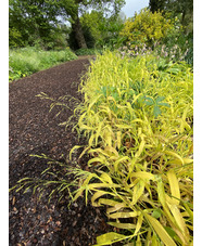 Milium effusum 'Aureum'