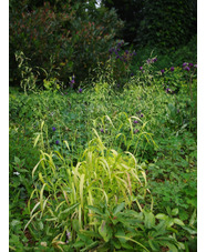 Milium effusum 'Aureum'