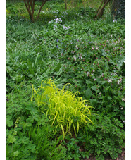 Milium effusum 'Aureum'
