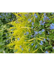 Milium effusum 'Aureum'