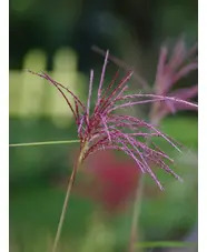 Miscanthus sacchariflorus