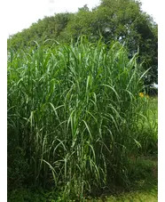 Miscanthus sacchariflorus