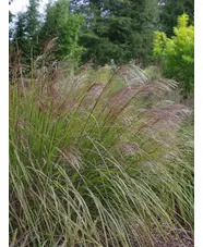 Miscanthus sinensis 'Beth Chatto'
