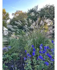 Miscanthus sinensis 'Beth Chatto'