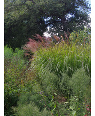 Miscanthus sinensis 'Beth Chatto'