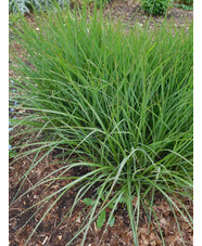 Miscanthus sinensis 'Dronning Ingrid'