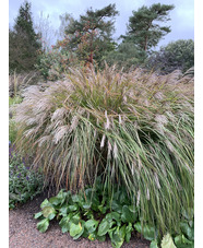 Miscanthus sinensis 'Dronning Ingrid'