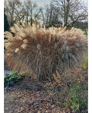 Miscanthus sinensis 'Dronning Ingrid'