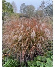 Miscanthus sinensis 'Dronning Ingrid'