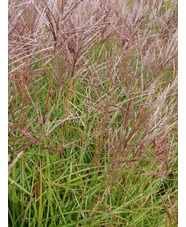 Miscanthus sinensis 'Ferner Osten'