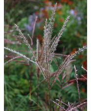 Miscanthus sinensis 'Ferner Osten'