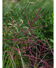 Miscanthus sinensis 'Ferner Osten'