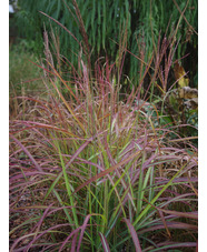 Miscanthus sinensis 'Flammenmeer'