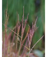 Miscanthus sinensis 'Flammenmeer'