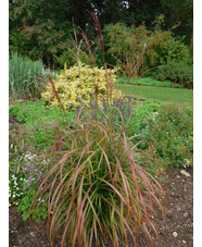 Miscanthus sinensis 'Flammenmeer'