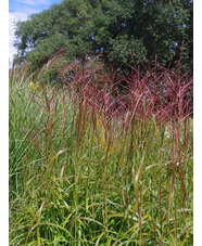 Miscanthus sinensis 'Ghana'