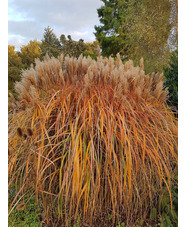 Miscanthus sinensis 'Malepartus'