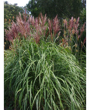 Miscanthus sinensis 'Malepartus'