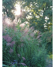 Miscanthus sinensis 'Malepartus'