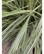 Miscanthus sinensis 'Morning Light'