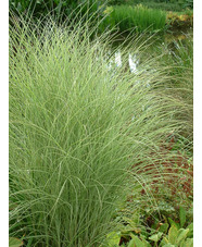 Miscanthus sinensis 'Morning Light'