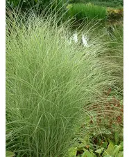 Miscanthus sinensis 'Morning Light'