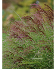 Miscanthus sinensis 'Morning Light'