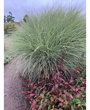 Miscanthus sinensis 'Morning Light'